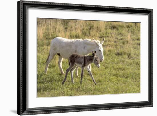 Wild Burros in Custer State Park, South Dakota, Usa-Chuck Haney-Framed Photographic Print