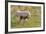 Wild Burros in Custer State Park, South Dakota, Usa-Chuck Haney-Framed Photographic Print