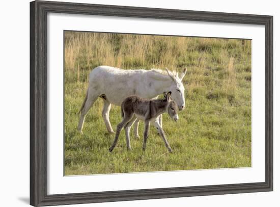 Wild Burros in Custer State Park, South Dakota, Usa-Chuck Haney-Framed Photographic Print