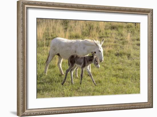 Wild Burros in Custer State Park, South Dakota, Usa-Chuck Haney-Framed Photographic Print