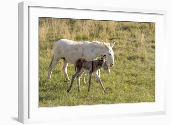 Wild Burros in Custer State Park, South Dakota, Usa-Chuck Haney-Framed Photographic Print