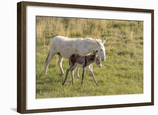 Wild Burros in Custer State Park, South Dakota, Usa-Chuck Haney-Framed Photographic Print