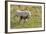 Wild Burros in Custer State Park, South Dakota, Usa-Chuck Haney-Framed Photographic Print