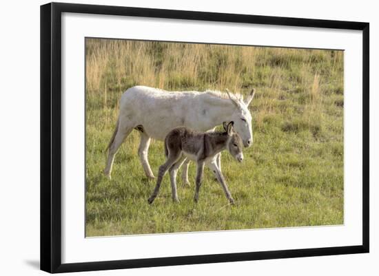 Wild Burros in Custer State Park, South Dakota, Usa-Chuck Haney-Framed Photographic Print