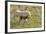 Wild Burros in Custer State Park, South Dakota, Usa-Chuck Haney-Framed Photographic Print