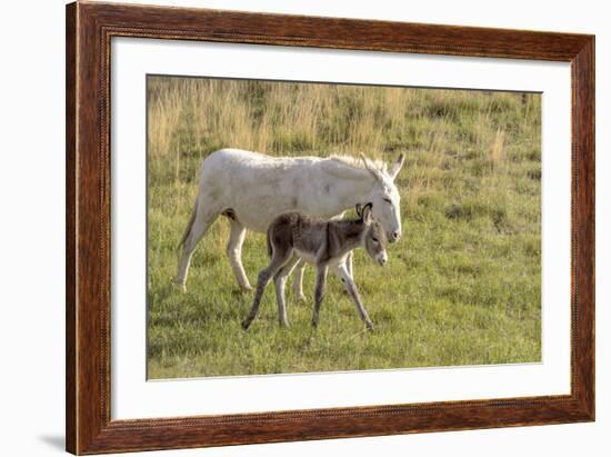 Wild Burros in Custer State Park, South Dakota, Usa-Chuck Haney-Framed Photographic Print