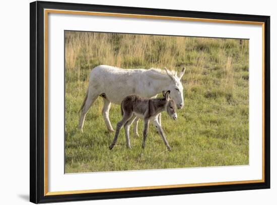 Wild Burros in Custer State Park, South Dakota, Usa-Chuck Haney-Framed Photographic Print