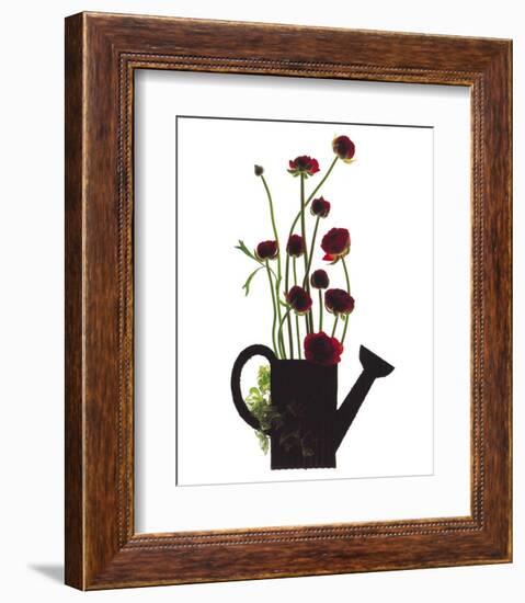 Wild Buttercups, Watering Can-Philippe Ughetto-Framed Art Print