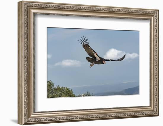 Wild California condor in flight, with wing tag and transmitter, Baja, Mexico-Jeff Foott-Framed Photographic Print
