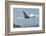 Wild California condor in flight, with wing tag and transmitter, Baja, Mexico-Jeff Foott-Framed Photographic Print
