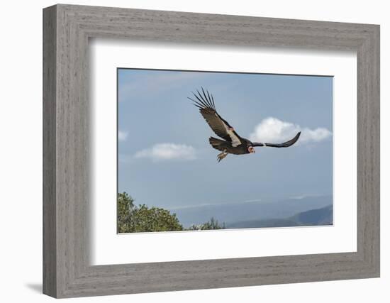 Wild California condor in flight, with wing tag and transmitter, Baja, Mexico-Jeff Foott-Framed Photographic Print