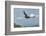 Wild California condor in flight, with wing tag and transmitter, Baja, Mexico-Jeff Foott-Framed Photographic Print