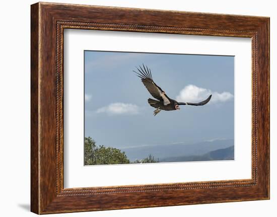 Wild California condor in flight, with wing tag and transmitter, Baja, Mexico-Jeff Foott-Framed Photographic Print