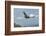 Wild California condor in flight, with wing tag and transmitter, Baja, Mexico-Jeff Foott-Framed Photographic Print