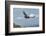 Wild California condor in flight, with wing tag and transmitter, Baja, Mexico-Jeff Foott-Framed Photographic Print