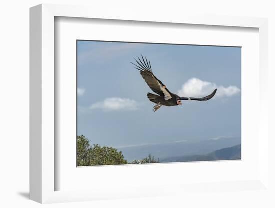 Wild California condor in flight, with wing tag and transmitter, Baja, Mexico-Jeff Foott-Framed Photographic Print