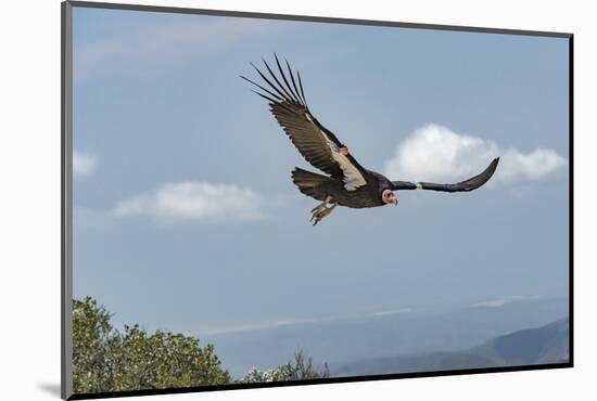 Wild California condor in flight, with wing tag and transmitter, Baja, Mexico-Jeff Foott-Mounted Photographic Print