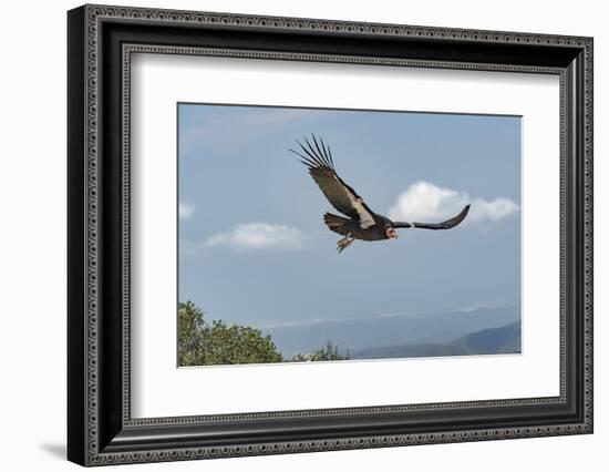 Wild California condor in flight, with wing tag and transmitter, Baja, Mexico-Jeff Foott-Framed Photographic Print