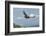 Wild California condor in flight, with wing tag and transmitter, Baja, Mexico-Jeff Foott-Framed Photographic Print