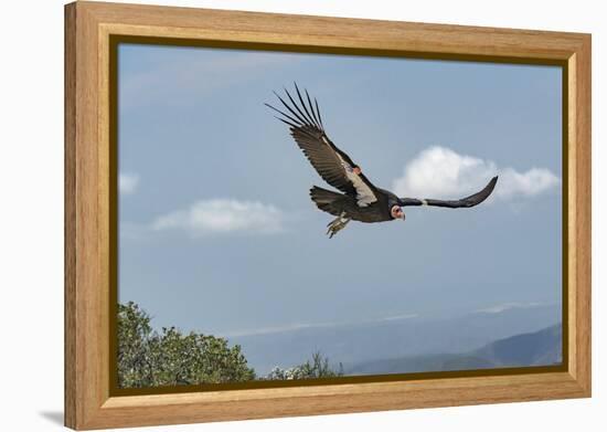 Wild California condor in flight, with wing tag and transmitter, Baja, Mexico-Jeff Foott-Framed Premier Image Canvas