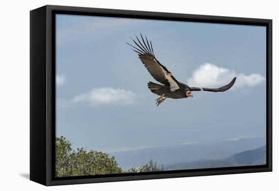 Wild California condor in flight, with wing tag and transmitter, Baja, Mexico-Jeff Foott-Framed Premier Image Canvas