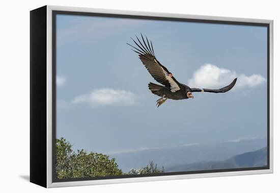 Wild California condor in flight, with wing tag and transmitter, Baja, Mexico-Jeff Foott-Framed Premier Image Canvas