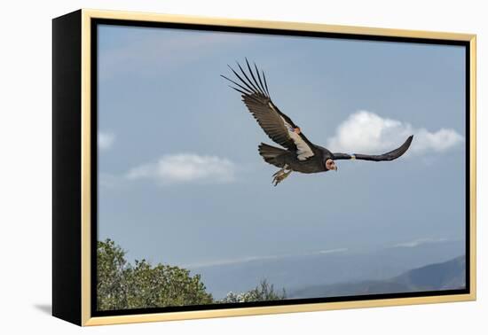 Wild California condor in flight, with wing tag and transmitter, Baja, Mexico-Jeff Foott-Framed Premier Image Canvas