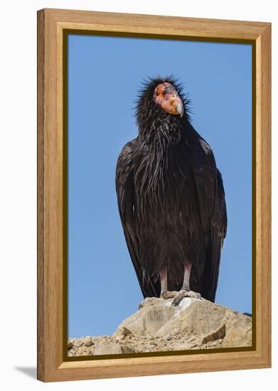 Wild California condor near San Pedro Martir National Park, Northern Baja California, Mexico-Jeff Foott-Framed Premier Image Canvas