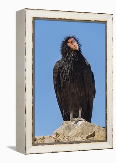 Wild California condor near San Pedro Martir National Park, Northern Baja California, Mexico-Jeff Foott-Framed Premier Image Canvas
