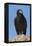 Wild California condor near San Pedro Martir National Park, Northern Baja California, Mexico-Jeff Foott-Framed Premier Image Canvas