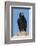 Wild California condor near San Pedro Martir National Park, Northern Baja California, Mexico-Jeff Foott-Framed Photographic Print