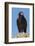 Wild California condor near San Pedro Martir National Park, Northern Baja California, Mexico-Jeff Foott-Framed Photographic Print