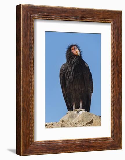 Wild California condor near San Pedro Martir National Park, Northern Baja California, Mexico-Jeff Foott-Framed Photographic Print