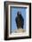 Wild California condor near San Pedro Martir National Park, Northern Baja California, Mexico-Jeff Foott-Framed Photographic Print