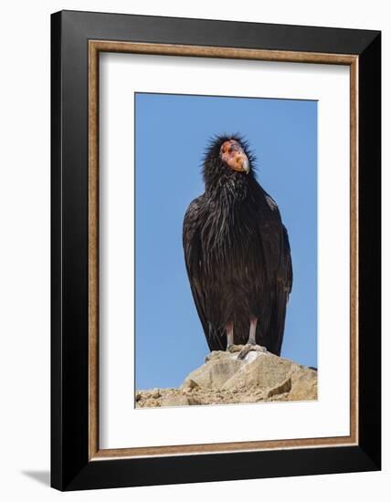 Wild California condor near San Pedro Martir National Park, Northern Baja California, Mexico-Jeff Foott-Framed Photographic Print