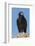 Wild California condor near San Pedro Martir National Park, Northern Baja California, Mexico-Jeff Foott-Framed Photographic Print