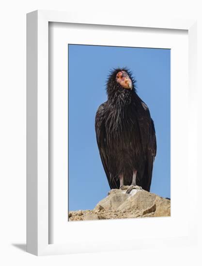 Wild California condor near San Pedro Martir National Park, Northern Baja California, Mexico-Jeff Foott-Framed Photographic Print