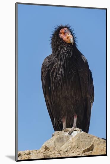 Wild California condor near San Pedro Martir National Park, Northern Baja California, Mexico-Jeff Foott-Mounted Photographic Print