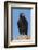 Wild California condor near San Pedro Martir National Park, Northern Baja California, Mexico-Jeff Foott-Framed Photographic Print