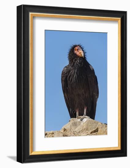 Wild California condor near San Pedro Martir National Park, Northern Baja California, Mexico-Jeff Foott-Framed Photographic Print