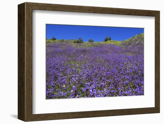 Wild Canterbury Bells, Walker Canyon, Lake Elsinore, Riverside County, California, United States of-Richard Cummins-Framed Photographic Print