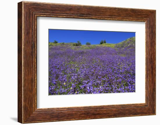 Wild Canterbury Bells, Walker Canyon, Lake Elsinore, Riverside County, California, United States of-Richard Cummins-Framed Photographic Print