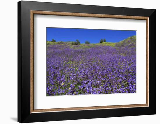 Wild Canterbury Bells, Walker Canyon, Lake Elsinore, Riverside County, California, United States of-Richard Cummins-Framed Photographic Print