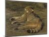 Wild Cat, 1850, by Rosa Bonheur, French painting,-Rosa Bonheur-Mounted Art Print