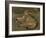 Wild Cat, 1850-Rosa Bonheur-Framed Giclee Print