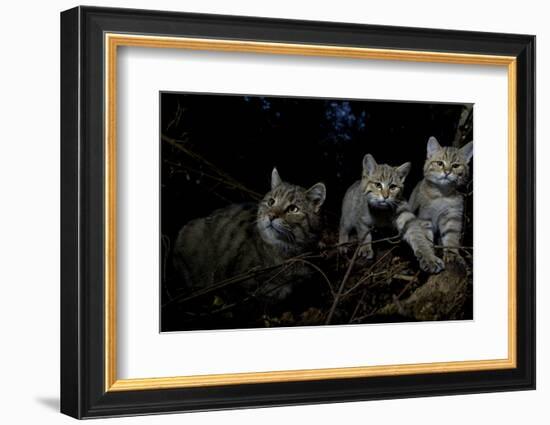 Wild Cat (Felis Silvestris) Mother and Kittens, Black Forest, Baden-Wurttemberg, Germany. October-Klaus Echle-Framed Photographic Print