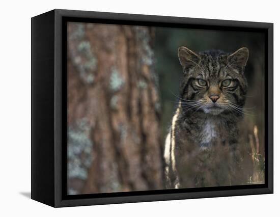 Wild Cat in Pine Forest, Cairngorms National Park, Scotland, UK-Pete Cairns-Framed Premier Image Canvas