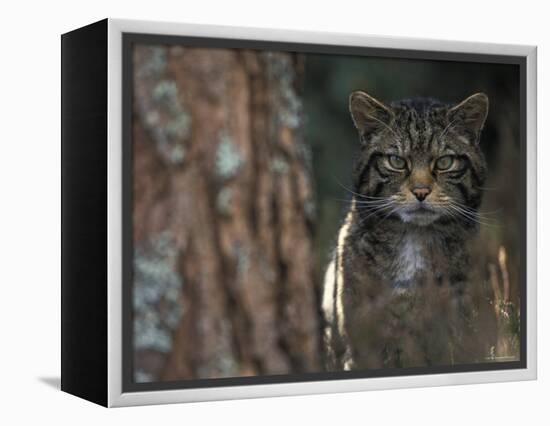Wild Cat in Pine Forest, Cairngorms National Park, Scotland, UK-Pete Cairns-Framed Premier Image Canvas
