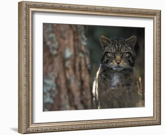 Wild Cat in Pine Forest, Cairngorms National Park, Scotland, UK-Pete Cairns-Framed Photographic Print