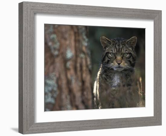 Wild Cat in Pine Forest, Cairngorms National Park, Scotland, UK-Pete Cairns-Framed Photographic Print